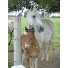 Fordland: horse with baby colt west of town