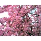 Belleville: Belleville cherry blossoms, up close