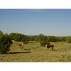 Seligman: : Seligman area ranch cattle