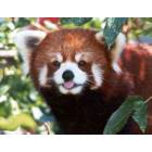 Fargo: : Red Panda at the Red River Zoo. User comment: The photo credit should go to Marcy Thompson, an animal keeper at the Red River Zoo.