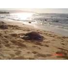 Honolulu: turtle beach