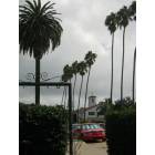 San Diego: : Palms over Ocean Beach
