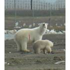 Barrow: : Polar bear adult and juvenile, Barrow