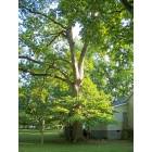 Milner: Pecan Tree at Frances Kennedy's House - Main Street