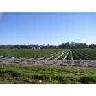 Plant City: : Strawberry fields