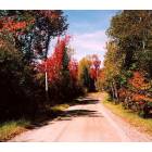 Milo: Sargent Hill Drive showing Autumn foliage