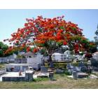 Key West: : Key West cemetery