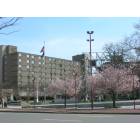 Wilkes-Barre: : Cherry Blossom trees in bloom on the square
