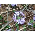 Nixa: : wild purple flowers