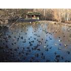 Anchorage: : The Duck Pond at Eagle River
