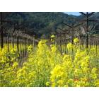 Yountville: Mustard Blooms in a Yountville vinyard