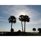 St. Augustine: : Palm trees