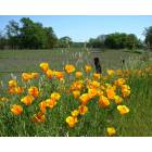 Orland: Poppies, Orland CA...