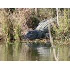 Weslaco: Alligator Pond