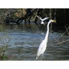 Weslaco: Estero Llano Grande SP - Egret