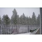 Post Falls: : Snowy trees in Post Falls, ID