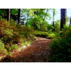 Pine Mountain: Just a nice path.