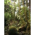 Hawaiian Paradise Park: Rain Forest