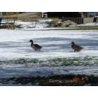 Gardnerville: Ducks at lampe park