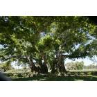 Palm Beach Gardens: John D. MacArthur's Historic Banyan Tree