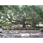 Safety Harbor: Baranoff Oak in Downtown