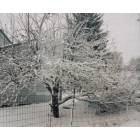 St. Ignace: : Frozen Apple Tree in -17 weather!