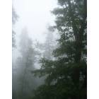 Crestline: : Trees in the Mist, Arrowhead Highlands, Crestline
