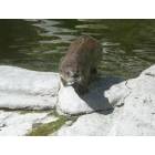 Billings: : Otter at Zoo Montana