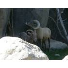 Billings: : Bighorn Sheep - Zoo Montana