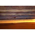Ocean Shores: : sea gull at sunset, Ocean Shores, WA