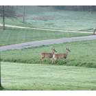 Flatwoods: deer at my home