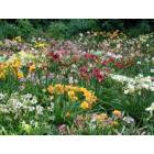Greenville: Daylily Gardens in Bloom