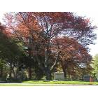 Rahway: : AND...We have lots of trees in Rahway