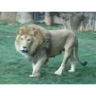 Montgomery: : Lion on exhibit at the Montgomery Zoo