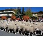 Ketchum: Trailing of the Sheep Parade, downtown Ketchum