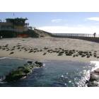 San Diego: : Seal Beach in La Jolla, San Diego
