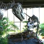 Woodland Park: : Albertosaurus fight scene at the Rocky Mountain Dinosaur Resource Center