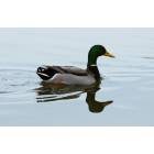 Jeffersonville: Duck on Perrin Pond
