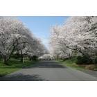 Potomac: Cherry Blossoms