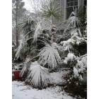 Marietta: Windmill Palm Tree in Snow
