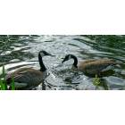 Hillsboro: : Wild Geese in Dawson Creek Pond