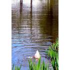 Hillsboro: : Duck feeds in Dawson Creek Pond