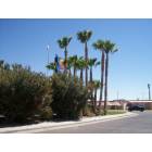 Las Cruces: : palm trees in Las Cruces