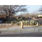 Albuquerque, NM : Luminarias at Christmas photo, picture, image (New ...