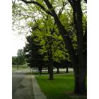 Tonasket: : Tonasket City Park Trees in Spring 2008