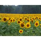 Bergen: 55 acres of sunflowers