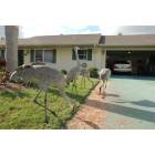 Sarasota: : Sandhill Cranes enjoying birdfood in my driveway