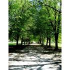 Chicago: : Path in Lincoln Park