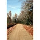 Millen: : country road in fall