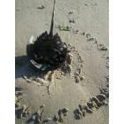 Laurence Harbor: : Horseshoe Crab turning over to go back into the tide!